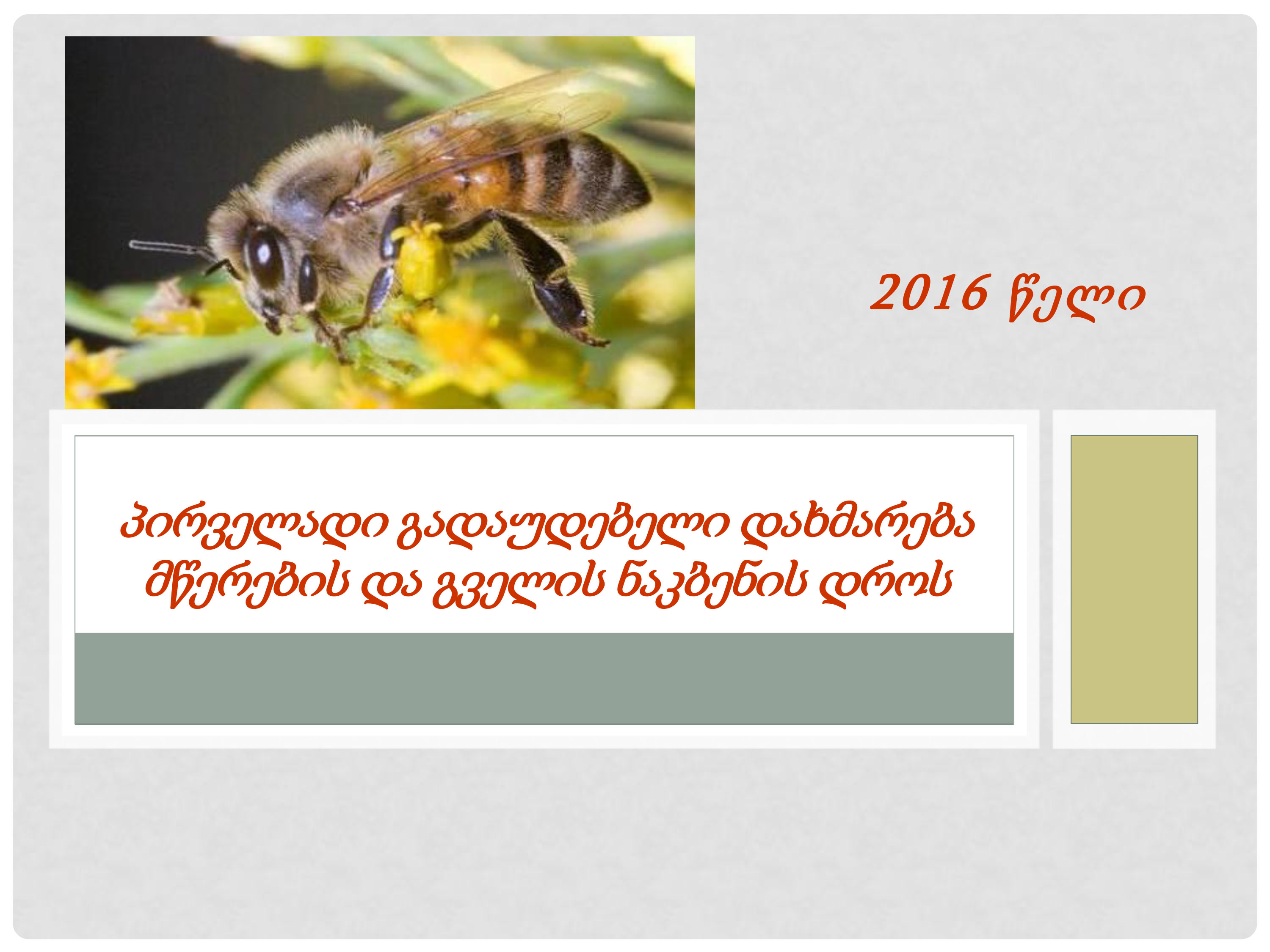 Cover of პირველადი გადაუდებელი დახმრება მწერების და გველის ნაკბენისას